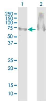 Western Blot ATAD3B Antibody - Azide and BSA Free