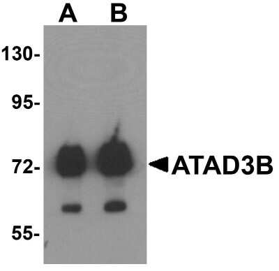 Western Blot ATAD3B Antibody - BSA Free