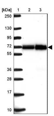 Western Blot ATAD3B Antibody - BSA Free