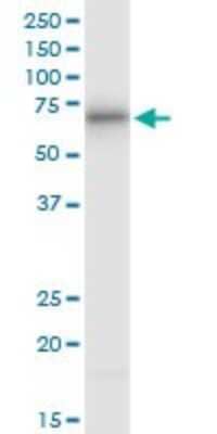 Western Blot: ATE1 Antibody (2B6) [H00011101-M01] - ATE1 monoclonal antibody (M01), clone 2B6. Analysis of ATE1 expression in Jurkat.