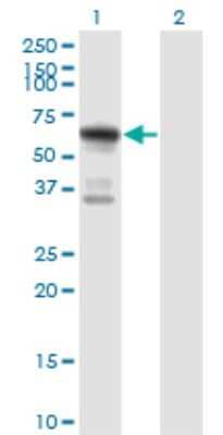 Western Blot: ATE1 Antibody (2B6) [H00011101-M01] - Analysis of ATE1 expression in transfected 293T cell line by ATE1 monoclonal antibody (M01), clone 2B6.Lane 1: ATE1 transfected lysate (Predicted MW: 59 KDa).Lane 2: Non-transfected lysate.