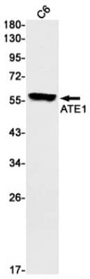 Western Blot: ATE1 Antibody (S09-6D4) [NBP3-19575] - Western blot detection of ATE1 in C6 cell lysates using NBP3-19575 (1:1000 diluted). Predicted band size: 59kDa. Observed band size: 59kDa.