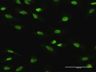 Immunocytochemistry/Immunofluorescence: ATF1 Antibody [H00000466-B01P] - Analysis of purified antibody to ATF1 on HeLa cell. (antibody concentration 10 ug/ml)