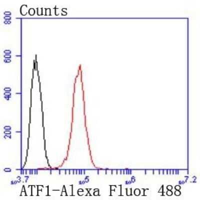 Flow Cytometry: ATF1 Antibody (JJ207-04) [NBP2-67856] - Analysis of Hela cells with ATF1 antibody at 1/50 dilution (red) compared with an unlabelled control (cells without incubation with primary antibody; black). Alexa Fluor 488-conjugated goat anti rabbit IgG was used as the secondary antibody.
