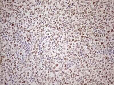 Immunohistochemistry ATF1 Antibody (OTI2B4) - Azide and BSA Free