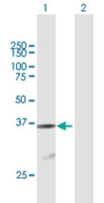 Western Blot: ATF1 Antibody [H00000466-B01P] - Analysis of ATF1 expression in transfected 293T cell line by ATF1 polyclonal antibody.  Lane 1: ATF1 transfected lysate(29.20 KDa). Lane 2: Non-transfected lysate.