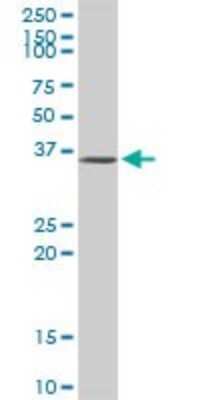 Western Blot: ATF1 Antibody [H00000466-D01P] - Analysis of ATF1 expression in HeLa.