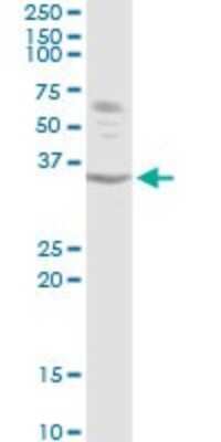 Western Blot: ATF1 Antibody [H00000466-D01P] - Analysis of ATF1 expression in Raw 264.7.