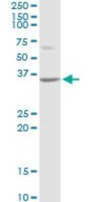 Western Blot: ATF1 Antibody [H00000466-D01P] - Analysis of ATF1 expression in NIH/3T3.