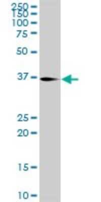 Western Blot: ATF1 Antibody [H00000466-D01P] - Analysis of ATF1 expression in mouse brain.