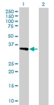 Western Blot: ATF1 Antibody [H00000466-D01P] - Analysis of ATF1 expression in transfected 293T cell line by ATF1 polyclonal antibody.Lane 1: ATF1 transfected lysate(29.20 KDa).Lane 2: Non-transfected lysate.