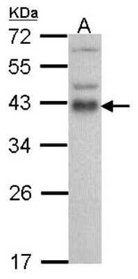Western Blot: ATF1 Antibody [NBP2-15496] - Sample (30 ug of whole cell lysate) A: Hela 12% SDS PAGE gel, diluted at 1:1000.