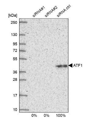 Western Blot: ATF1 Antibody [NBP2-38747] - Analysis in U2OS cells transfected with control siRNA, target specific siRNA probe #1 and #2, using anti-ATF1 antibody. Remaining relative intensity is presented.