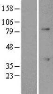 Western Blot: ATF1 Overexpression Lysate (Adult Normal) [NBL1-07787] Left-Empty vector transfected control cell lysate (HEK293 cell lysate); Right -Over-expression Lysate for ATF1.