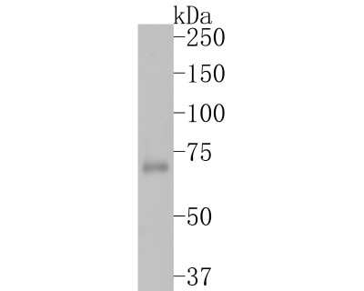 Western Blot: ATF2 Antibody (SZ17-01) [NBP2-67354] - Analysis of ATF2 on THP-1 cell lysates. Proteins were transferred to a PVDF membrane and blocked with 5% BSA in PBS for 1 hour at room temperature. The primary antibody (1/500) was used in 5% BSA at room temperature for 2 hours. Goat Anti-Rabbit IgG - HRP Secondary Antibody at 1:200,000 dilution was used for 1 hour at room temperature.