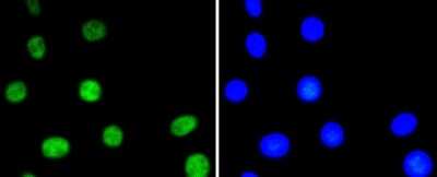 Immunocytochemistry/Immunofluorescence: ATF2 [p Thr71] Antibody (SC05-90) [NBP2-67573] - Staining phospho-ATF2(T71) in NIH/3T3 cells (green). The nuclear counter stain is DAPI (blue). Cells were fixed in paraformaldehyde, permeabilised with 0.25% Triton X100/PBS.