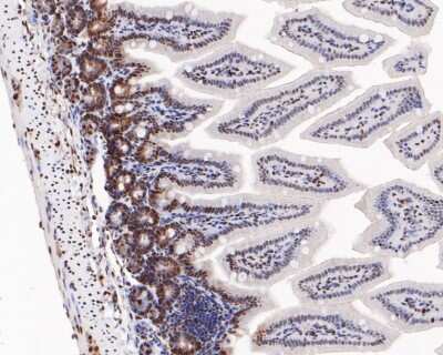 Immunohistochemistry-Paraffin: ATF2 [p Thr71] Antibody (SC05-90) [NBP2-67573] - Immunohistochemical analysis of paraffin-embedded mouse colon tissue using anti-ATF2 antibody. The section was pre-treated using heat mediated antigen retrieval with sodium citrate buffer (pH 6.0) for 20 minutes. The tissues were blocked in 5% BSA for 30 minutes at room temperature, washed with ddH2O and PBS, and then probed with the primary antibody (ET1610-30, 1/200) for 30 minutes at room temperature. The detection was performed using an HRP conjugated compact polymer system. DAB was used as the chromogen. Tissues were counterstained with hematoxylin and mounted with DPX.