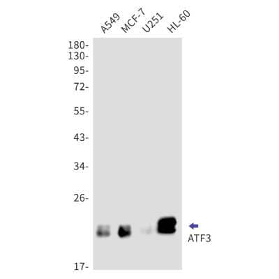 Western Blot: ATF3 Antibody (S08-6H6) [NBP3-15001] - Western blot detection of ATF3 in A549, MCF-7, U251, HL-60 cell lysates using ATF3 Rabbit mAb (1:1000 diluted). Predicted band size: 21kDa. Observed band size: 21kDa.