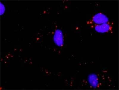 Proximity Ligation Assay: ATF4 Antibody [H00000468-D01P] - Analysis of protein-protein interactions between ATF4 and CREBBP. HeLa cells were stained with anti-ATF4 rabbit purified polyclonal 1:1200 and anti-CREBBP mouse monoclonal antibody 1:50. Each red dot represents the detection of protein-protein interaction complex, and nuclei were counterstained with DAPI (blue).