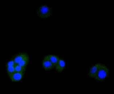 Immunocytochemistry/Immunofluorescence: ATF5 Antibody (SD2099) [NBP2-67767] - Staining ATF5 in PC-12 cells (green). The nuclear counter stain is DAPI (blue). Cells were fixed in paraformaldehyde, permeabilised with 0.25% Triton X100/PBS.