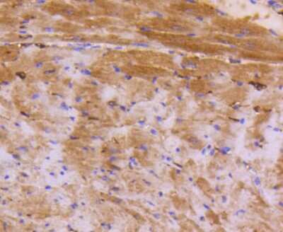 Immunohistochemistry-Paraffin: ATF5 Antibody (SD2099) [NBP2-67767] - Analysis of paraffin-embedded mouse heart tissue using anti-ATF5 antibody. Counter stained with hematoxylin.