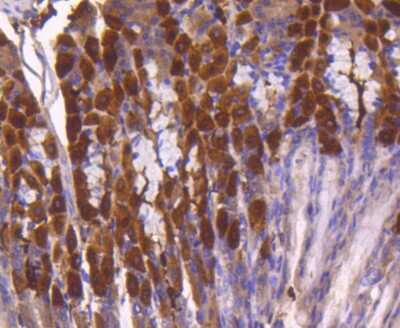 Immunohistochemistry-Paraffin: ATF5 Antibody (SD2099) [NBP2-67767] - Analysis of paraffin-embedded mouse stomach tissue using anti-ATF5 antibody. Counter stained with hematoxylin.