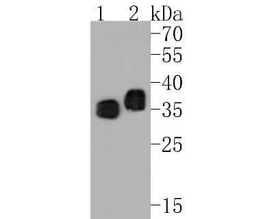 Western Blot: ATF5 Antibody (SD2099) [NBP2-67767] - Western blot analysis of ATF5 on different lysates. Proteins were transferred to a PVDF membrane and blocked with 5% BSA in PBS for 1 hour at room temperature. The primary antibody (1/500) was used in 5% BSA at room temperature for 2 hours. Goat Anti-Rabb