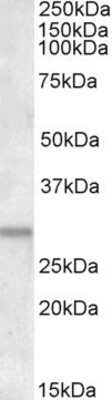 Western Blot: ATF5 Antibody [NBP1-51908] - Analysis of ATF5 antibody in human heart lysate (RIPA buffer, 35 ug total loaded per lane) using NBP1-51908 at 1.5 ug/ml. Primary incubated for 1 hour. ATF5 antibody detected by western blot using chemiluminescence.