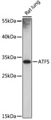 Western Blot: ATF5 Antibody [NBP2-92397] - Analysis of extracts of rat lung, using ATF5 at 1:1000 dilution.Secondary antibody: HRP Goat Anti-Rabbit IgG (H+L) at 1:10000 dilution.Lysates/proteins: 25ug per lane.Blocking buffer: 3% nonfat dry milk in TBST.Detection: ECL Basic Kit .Exposure time: 10s.