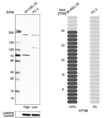 Western Blot: ATF6 beta Antibody [NBP1-91687] - Analysis in human cell line SK-MEL-30 and human cell line PC-3.
