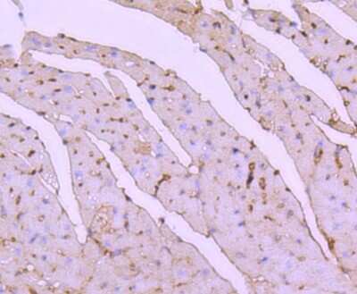 Immunohistochemistry-Paraffin: ATF7 Antibody (JJ2-072) [NBP2-67857] - Analysis of paraffin-embedded mouse heart tissue using anti-ATF7 antibody. Counter stained with hematoxylin.