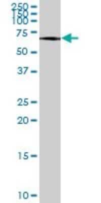 Western Blot: ATF7 Antibody [H00011016-B01P] - Analysis of ATF7 expression in Hela S3 NE.