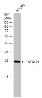 Western Blot: ATG101 Antibody [NBP3-13107] - Whole cell extract (30 ug) was separated by 12% SDS-PAGE, and the membrane was blotted with ATG101 antibody (NBP3-13107) diluted at 1:1000.