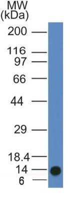 Western Blot: ATG11 Antibody (7C2NB) - Azide and BSA Free [NBP2-80585] - Western blot analysis of ATG11 antibody in partial recombinant ATG11 protein. Image from the standard format of this antibody.