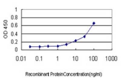 Sandwich ELISA: ATG12 Antibody (2H8) [H00009140-M01] - Detection limit for recombinant GST tagged ATG12 is approximately 1ng/ml as a capture antibody.