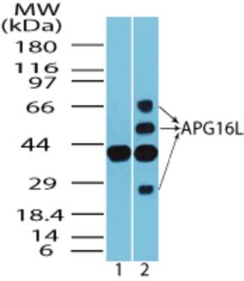 Western Blot: ATG16L1 Antibody [NBP2-24730] - Analysis of APG16L in human skeletal muscle lysate in the 1) presence and 2) absence of immunizing peptide using this antibody at 2.0 ug/ml.