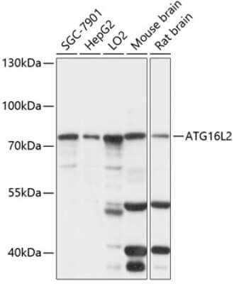 Western Blot: ATG16L2 Antibody [NBP2-92198] - Analysis of extracts of various cell lines, using ATG16L2 at 1:1000 dilution.Secondary antibody: HRP Goat Anti-Rabbit IgG (H+L) at 1:10000 dilution.Lysates/proteins: 25ug per lane.Blocking buffer: 3% nonfat dry milk in TBST.Detection: ECL Basic Kit .Exposure time: 30s.