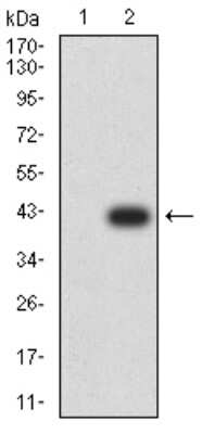 Western Blot: ATG2A Antibody (4E6D4) [NBP2-61690] - Analysis using ATG2A mAb against HEK293 (1) and ATG2A (AA: 325-429)-hIgGFc transfected HEK293 (2) cell lysate.