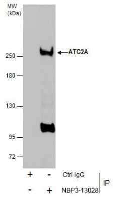 Immunoprecipitation: ATG2A Antibody [NBP3-13028] - Immunoprecipitation of ATG2A protein from THP-1 whole cell extracts using 5 ug of ATG2A antibody (NBP3-13028). Western blot analysis was performed using ATG2A antibody (NBP3-13028) diluted at 1:500. EasyBlot anti-Rabbit IgG was used as a secondary reagent.