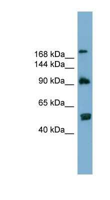 Western Blot: ATG2A Antibody [NBP1-57631] - 293T cells lysate, concentration 0.2-1 ug/ml.