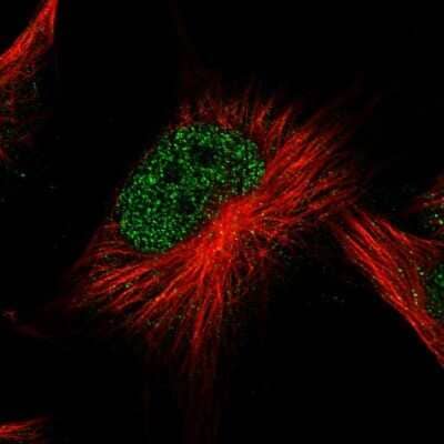 Immunocytochemistry/Immunofluorescence: ATG2B Antibody [NBP1-90732] - Immunofluorescent staining of human cell line U-251 MG shows localization to nucleoplasm.