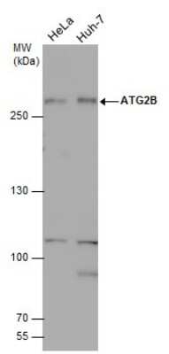 Western Blot: ATG2B Antibody [NBP3-13079] - Various whole cell extracts (50 ug) were separated by 7.5% SDS-PAGE, and the membrane was blotted with ATG2B antibody (NBP3-13079) diluted at 1:1000.