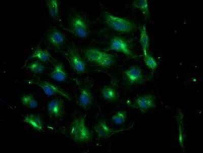 Immunocytochemistry/Immunofluorescence: ATG3/APG3 Antibody (OTI3H2) - Azide and BSA Free [NBP2-72140] - Staining of COS7 cells transiently transfected by pCMV6-ENTRY Apg3.