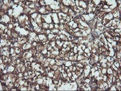 Immunohistochemistry: ATG3/APG3 Antibody (OTI3H2) - Azide and BSA Free [NBP2-72140] - Staining of paraffin-embedded Human Kidney tissue using anti-Apg3 mouse monoclonal antibody.