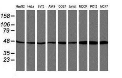 Western Blot: ATG3/APG3 Antibody (OTI3H2) - Azide and BSA Free [NBP2-72140] - Analysis of extracts (35ug) from 9 different cell lines by using anti-Apg3 monoclonal antibody (HepG2: human; HeLa: human; SVT2: mouse; A549: human; COS7: monkey; Jurkat: human; MDCK: canine; PC12: rat; MCF7: human).