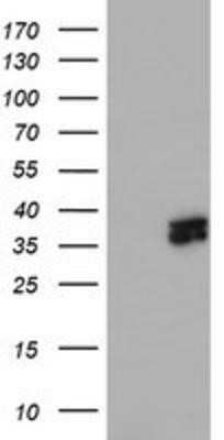 Western Blot: ATG3/APG3 Antibody (OTI3H2) - Azide and BSA Free [NBP2-72140] - HEK293T cells were transfected with the pCMV6-ENTRY control (Left lane) or pCMV6-ENTRY Apg3 (Right lane) cDNA for 48 hrs and lysed. Equivalent amounts of cell lysates (5 ug per lane) were separated by SDS-PAGE and immunoblotted with anti-Apg3.