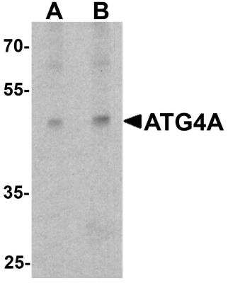 Western Blot ATG4A Antibody - BSA Free