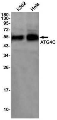 Western Blot: ATG4C Antibody (S08-8G9) [NBP3-15003] - Western blot detection of ATG4C in K562, Hela cell lysates using ATG4C Rabbit mAb (1:1000 diluted). Predicted band size: 53kDa. Observed band size: 53kDa.