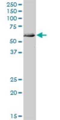 Western Blot: ATG4C Antibody [H00084938-B01P] - Analysis of ATG4C expression in human kidney.