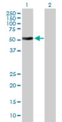 Western Blot: ATG4C Antibody [H00084938-B01P] - Analysis of ATG4C expression in transfected 293T cell line by ATG4C polyclonal antibody.  Lane 1: ATG4C transfected lysate(50.38 KDa). Lane 2: Non-transfected lysate.